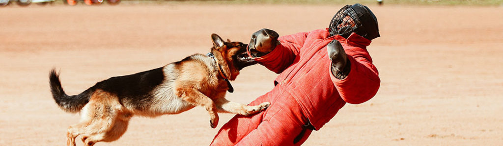 Minneapolis Dog Bite Lawyers
