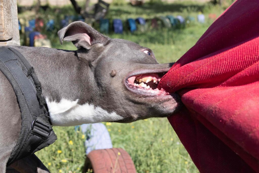 Close-up of a trained guard dog biting a padded bite sleeve during protection training outdoors, demonstrating canine bite work and obedience training.
