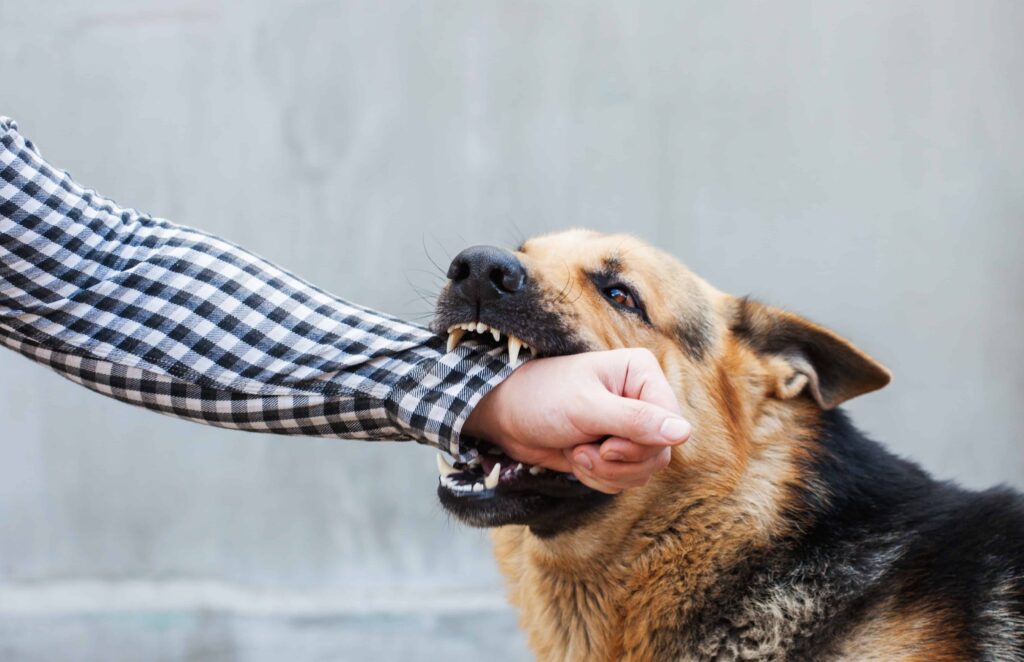 Close-up of an aggressive dog biting a person&rsquo;s arm, illustrating a dog attack incident and the risk of serious dog bite injuries.